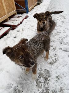 Віддам цуценяток у добрі руки