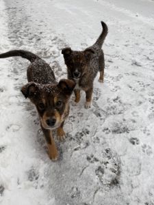 Віддам цуценяток у добрі руки