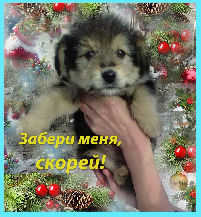 Щенки Дворбернара Рождественские