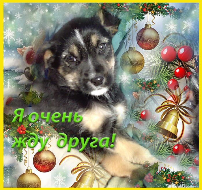 Щенки Двортерьера Рождественские!