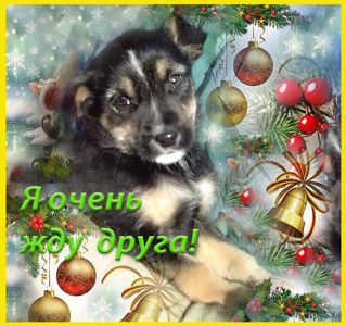 Щенки Двортерьера Рождественские!