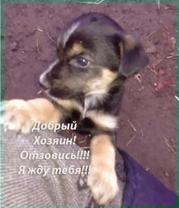 Щенки Двортерьера Рождественские!