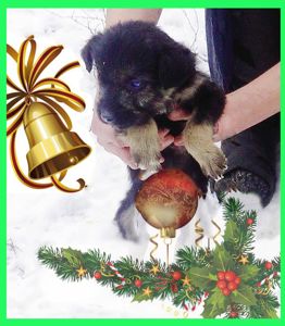 Щенки Дворбернара Рождественские