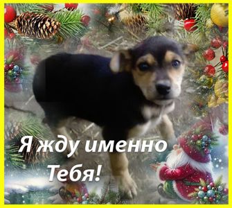 Щенки Двортерьера Рождественские!