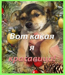 Щенки Двортерьера Рождественские!