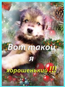 Щенки Дворбернара Рождественские