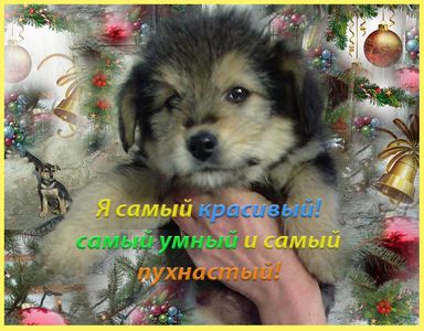 Щенки Дворбернара Рождественские