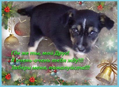 Щенки Двортерьера Рождественские!