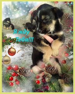 Щенки Двортерьера Рождественские!