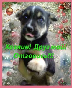 Щенки Двортерьера Рождественские!