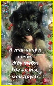 Щенки Дворбернара Рождественские