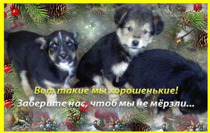 Щенки Дворбернара Рождественские