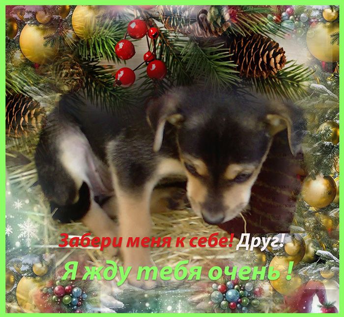 Щенки Двортерьера Рождественские!