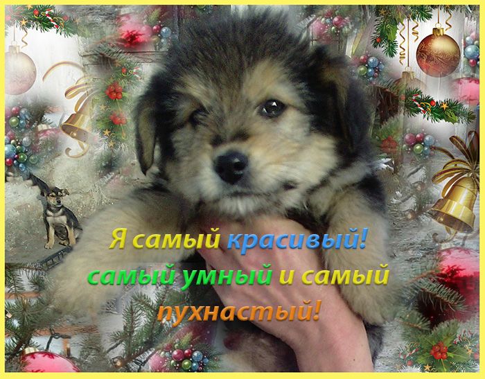 Щенки Дворбернара Рождественские