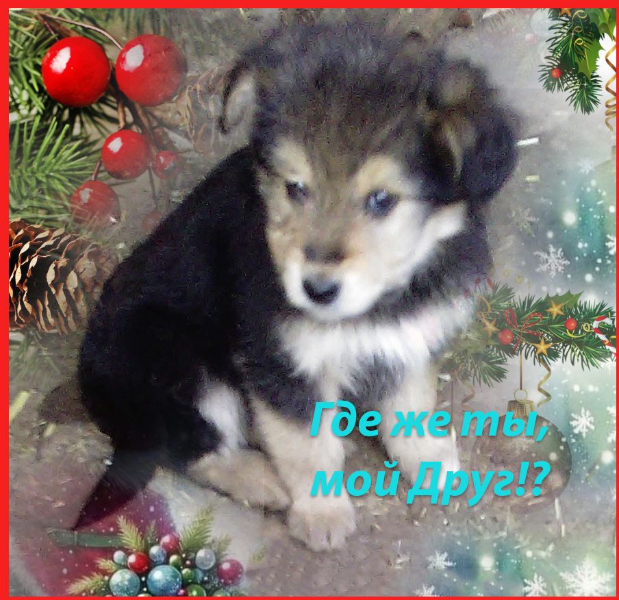 Щенки Дворбернара Рождественские