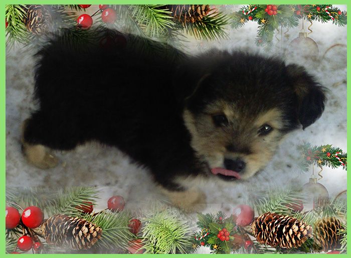 Щенки Дворбернара Рождественские