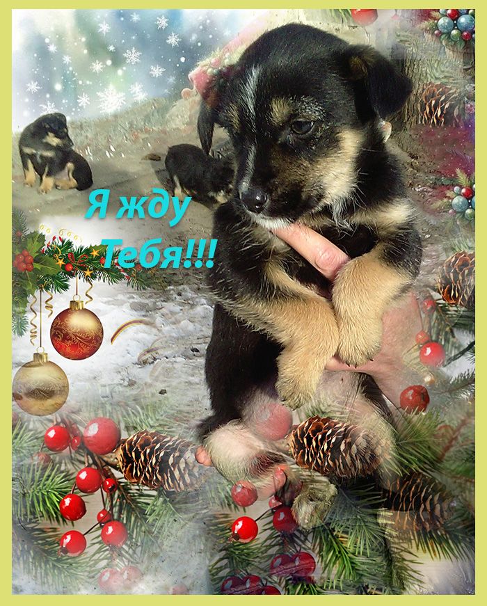 Щенки Двортерьера Рождественские!