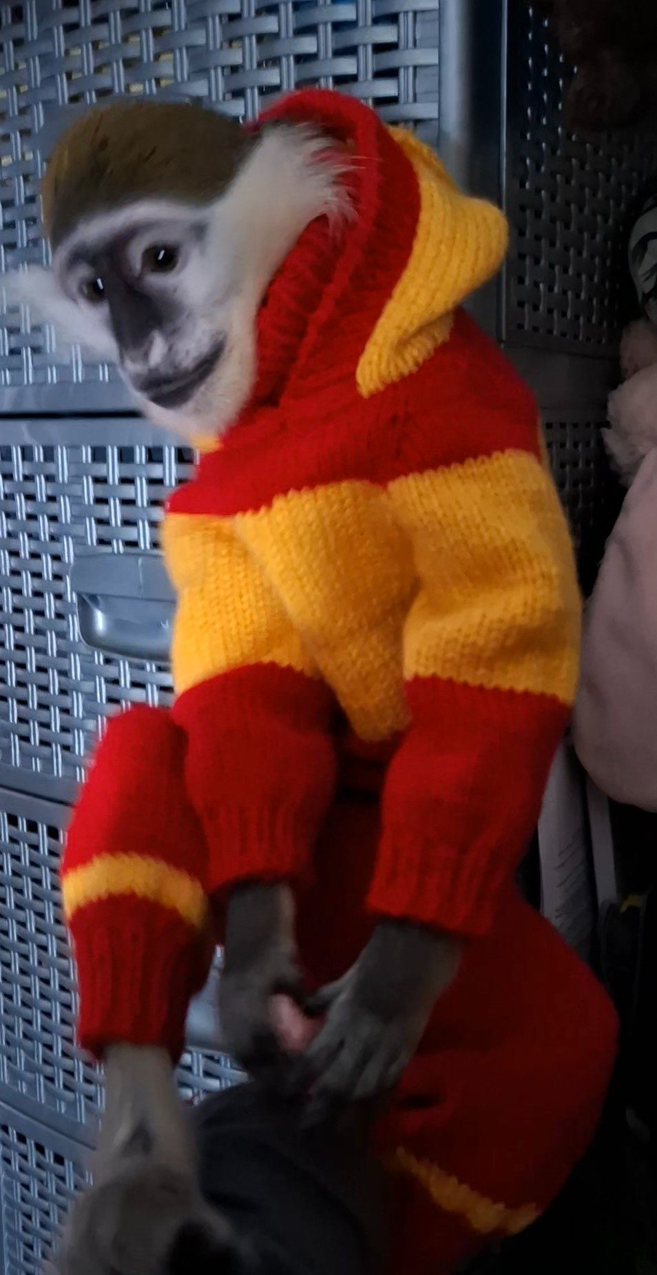 Зелена Верветка. Мавпочка. Милий хлопчик.