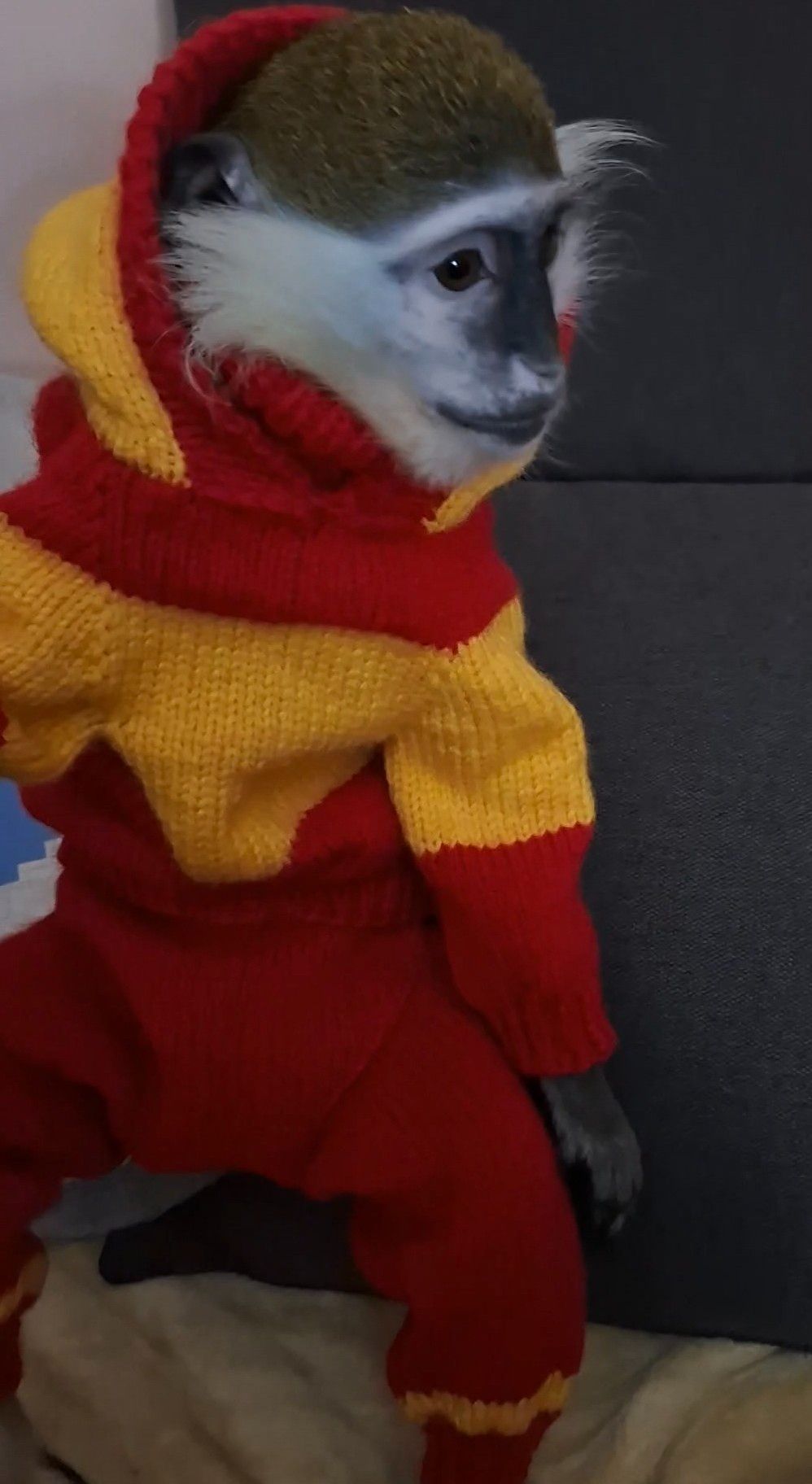 Зелена Верветка. Мавпочка. Милий хлопчик.