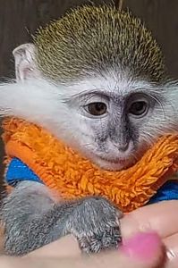 Зелена Верветка. Мавпочка. Милий хлопчик.