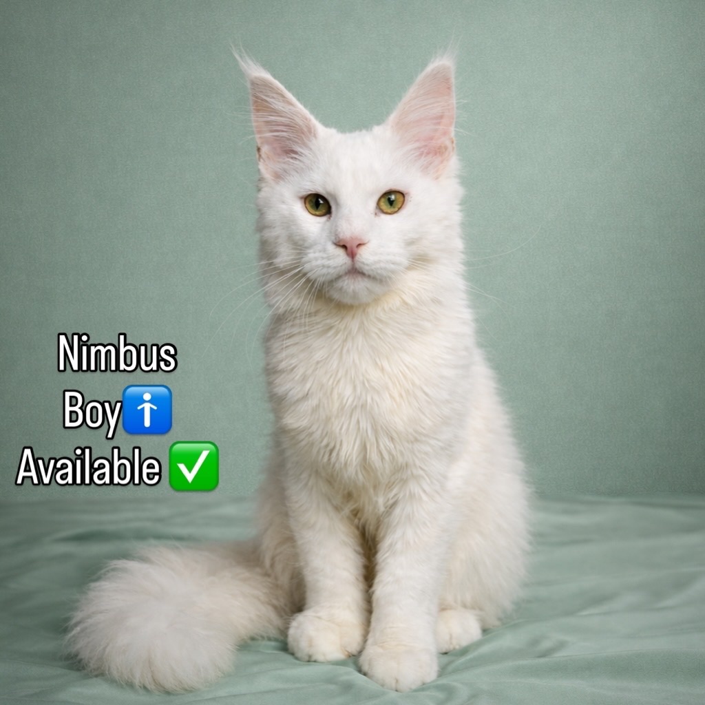 Кошеня Мейн кун. Шикарний хлопець від сертифікованого розплідника