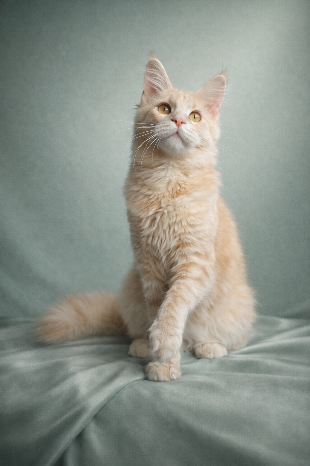 Елітне кошеня Мейн кун, пакет документів, батьки-чемпіони