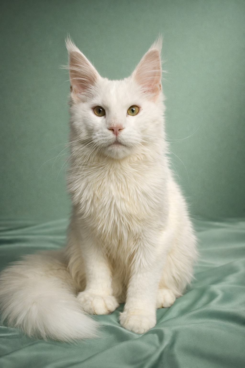 Кошеня Мейн кун. Шикарний хлопець від сертифікованого розплідника