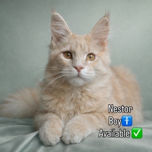 Елітне кошеня Мейн кун, пакет документів, батьки-чемпіони