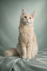 Елітне кошеня Мейн кун, пакет документів, батьки-чемпіони