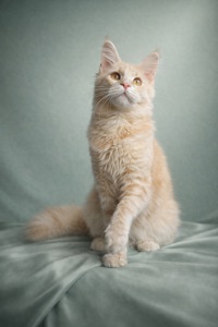 Елітне кошеня Мейн кун, пакет документів, батьки-чемпіони