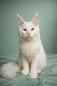 Кошеня Мейн кун. Шикарний хлопець від сертифікованого розплідника