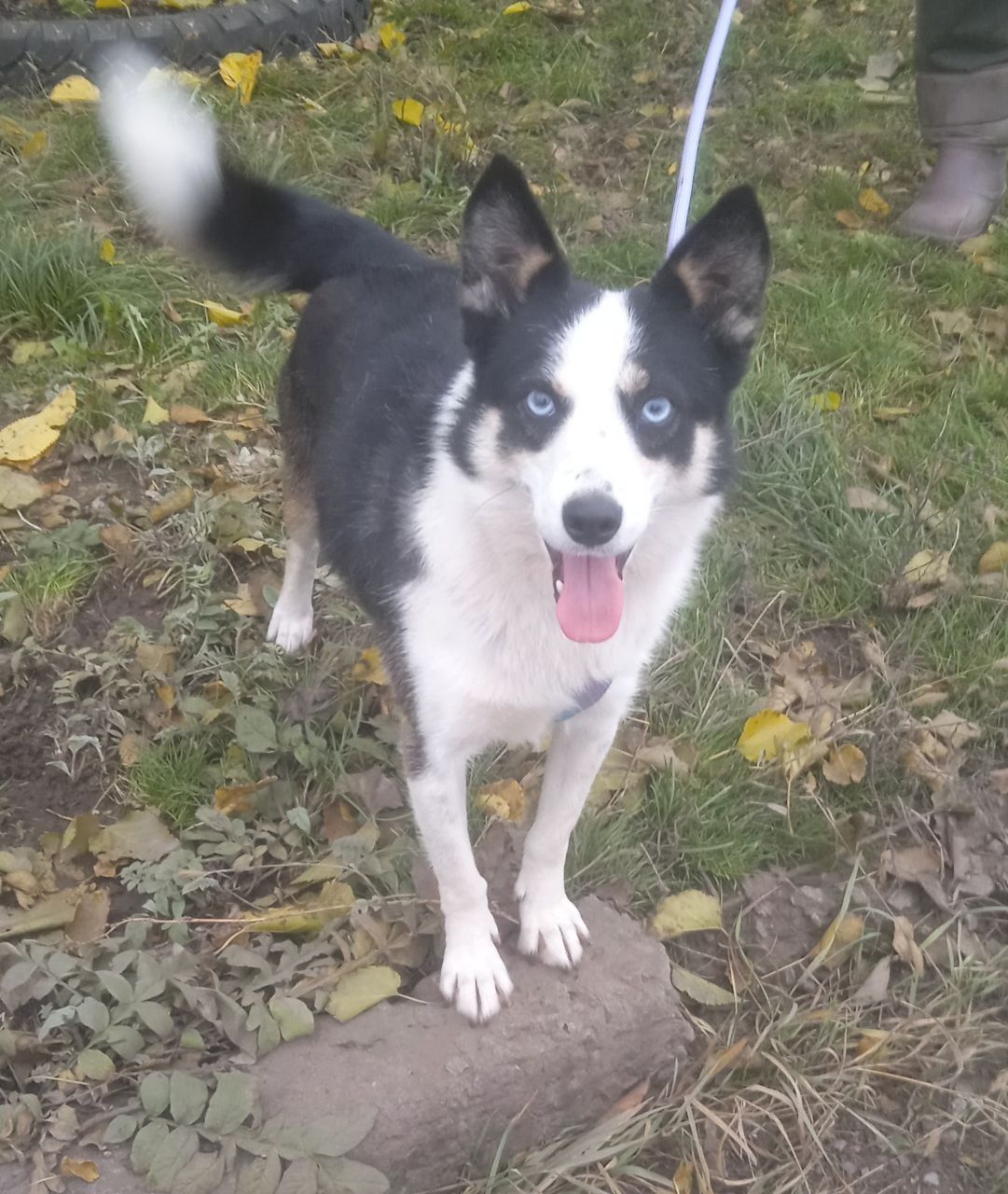 Метис Хаски