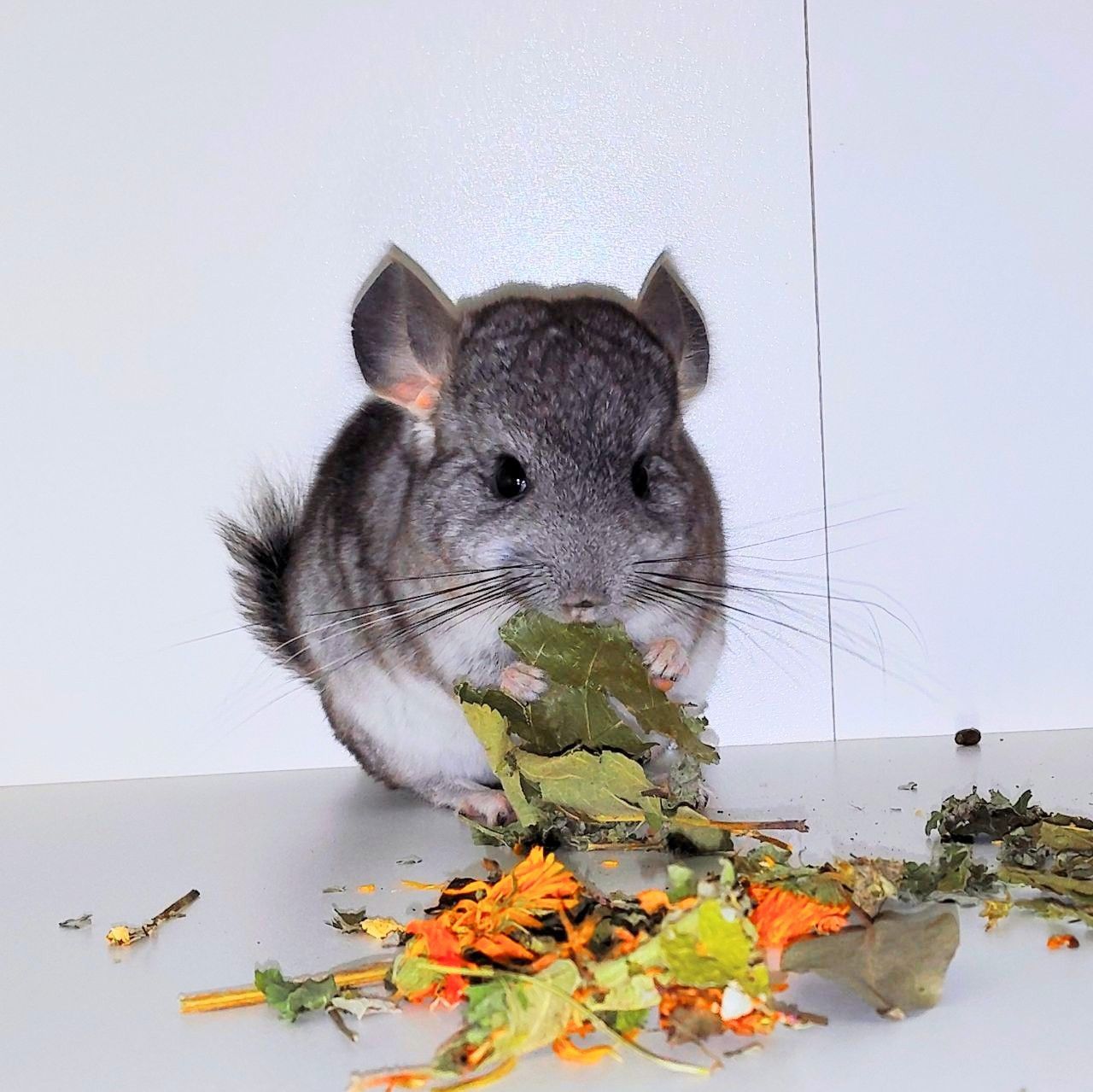 Шиншилята 🩷🩵