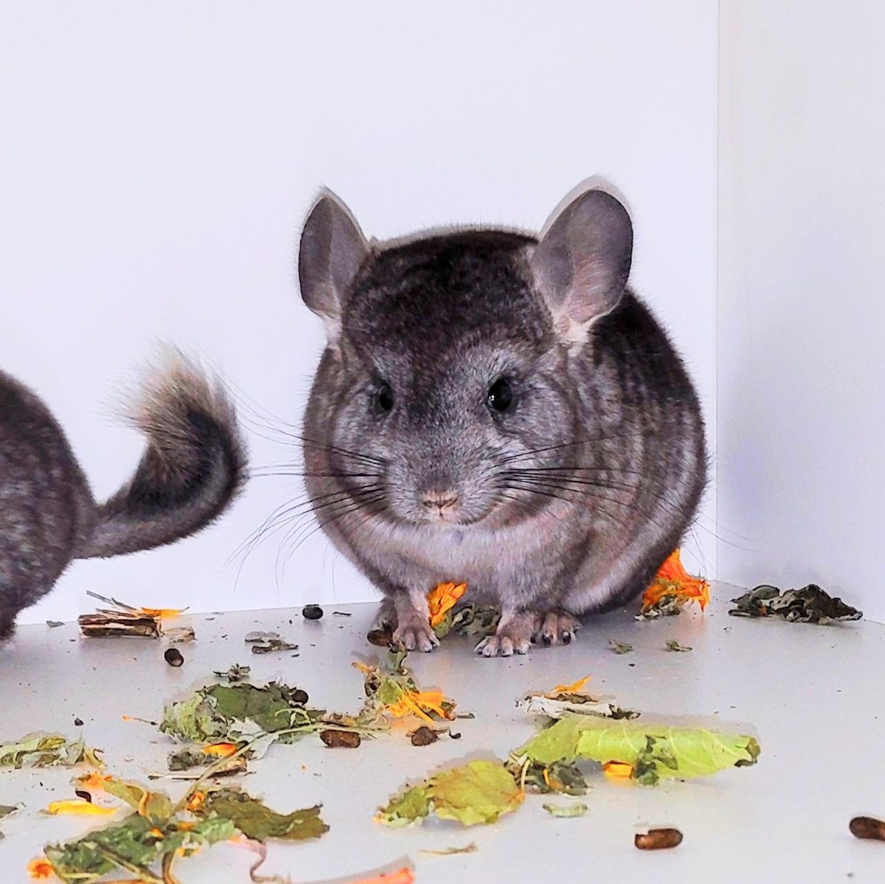 Шиншилята 🩷🩵