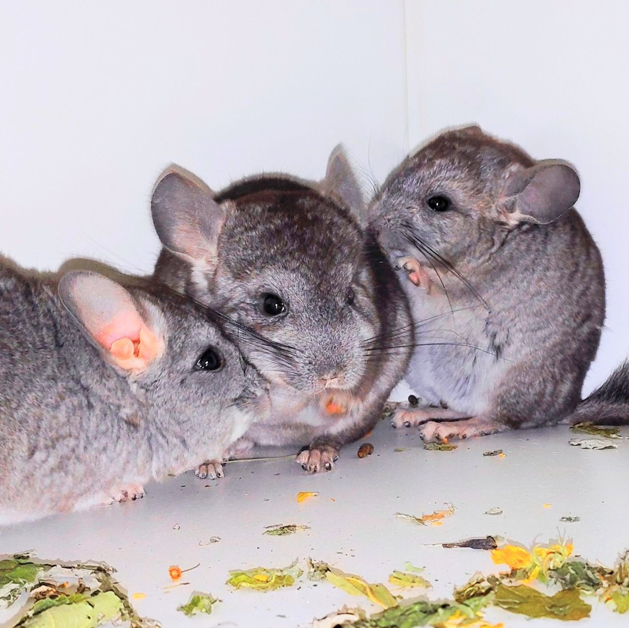 Шиншилята 🩷🩵