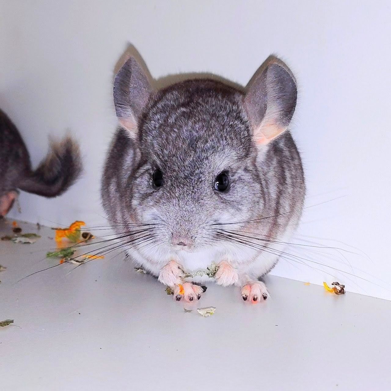 Шиншилята 🩷🩵