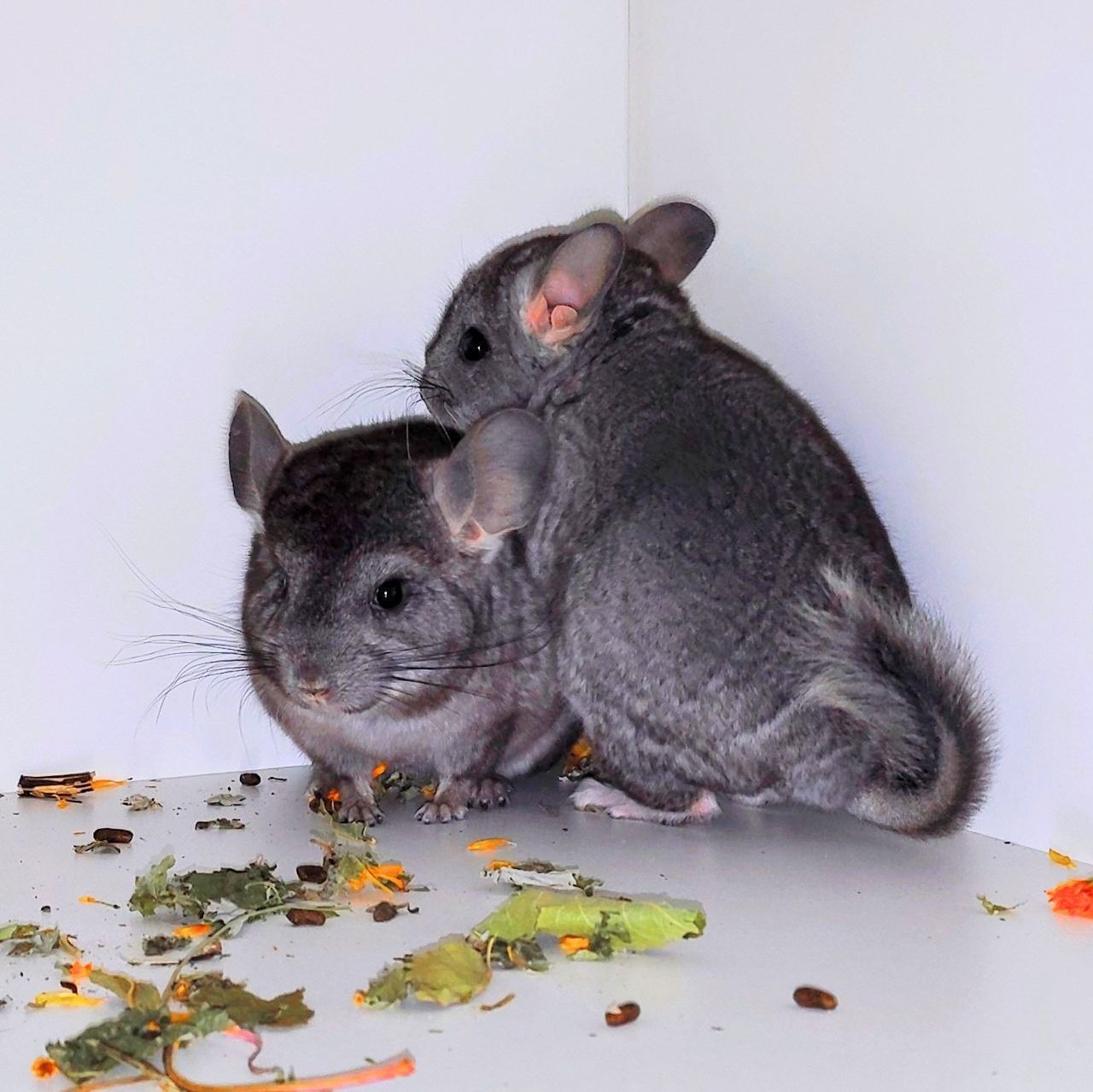 Шиншилята 🩷🩵