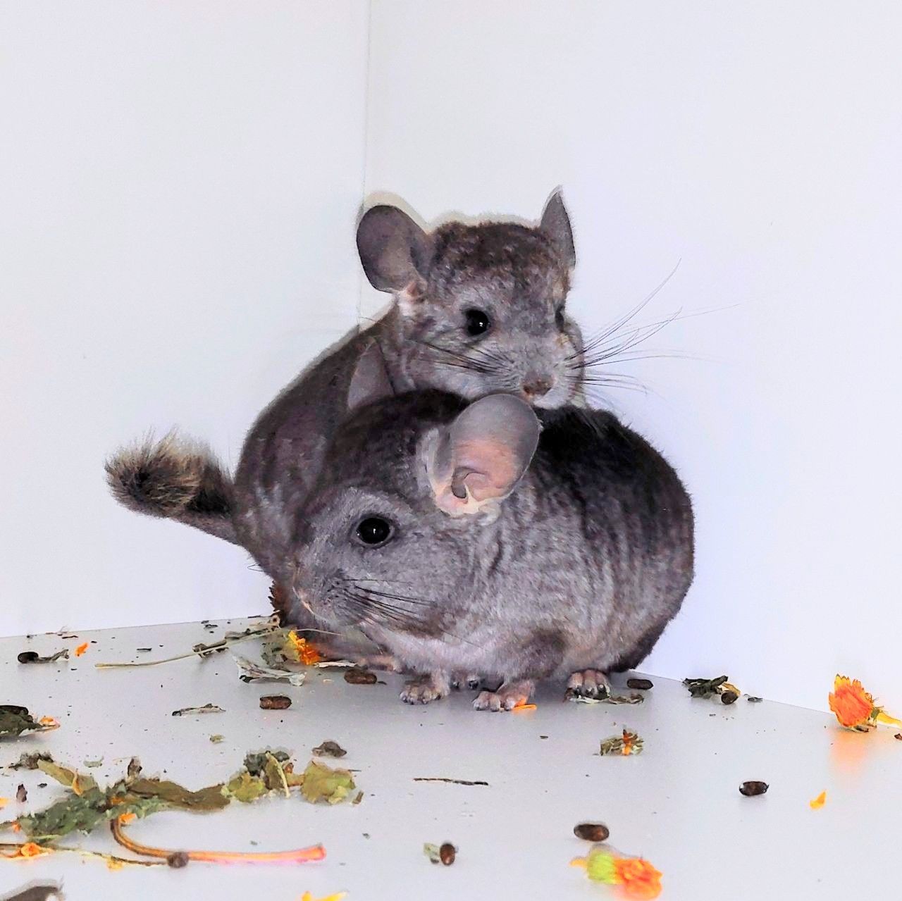 Шиншилята 🩷🩵