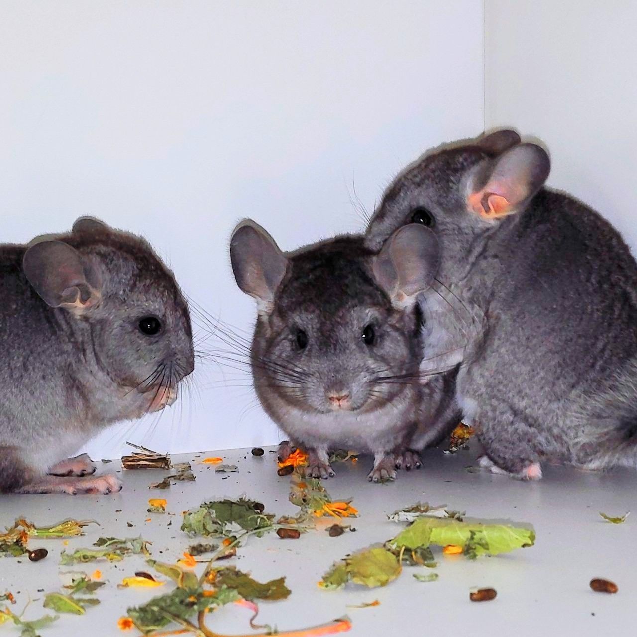 Шиншилята 🩷🩵