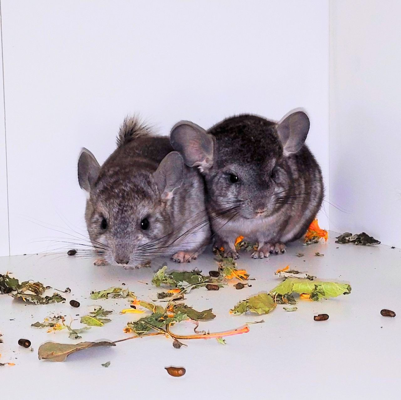 Шиншилята 🩷🩵