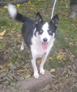 Метис Хаски