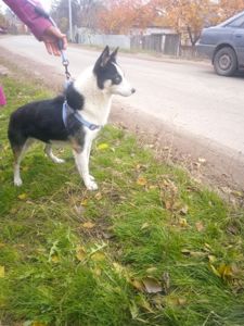 Метис Хаски