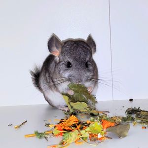 Шиншилята 🩷🩵