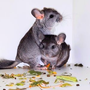 Шиншилята 🩷🩵