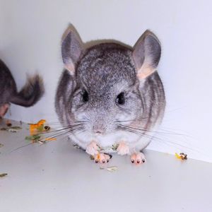 Шиншилята 🩷🩵