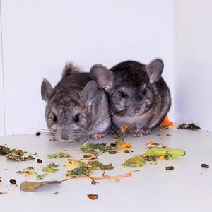 Шиншилята 🩷🩵