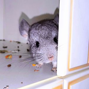 Шиншилята 🩷🩵