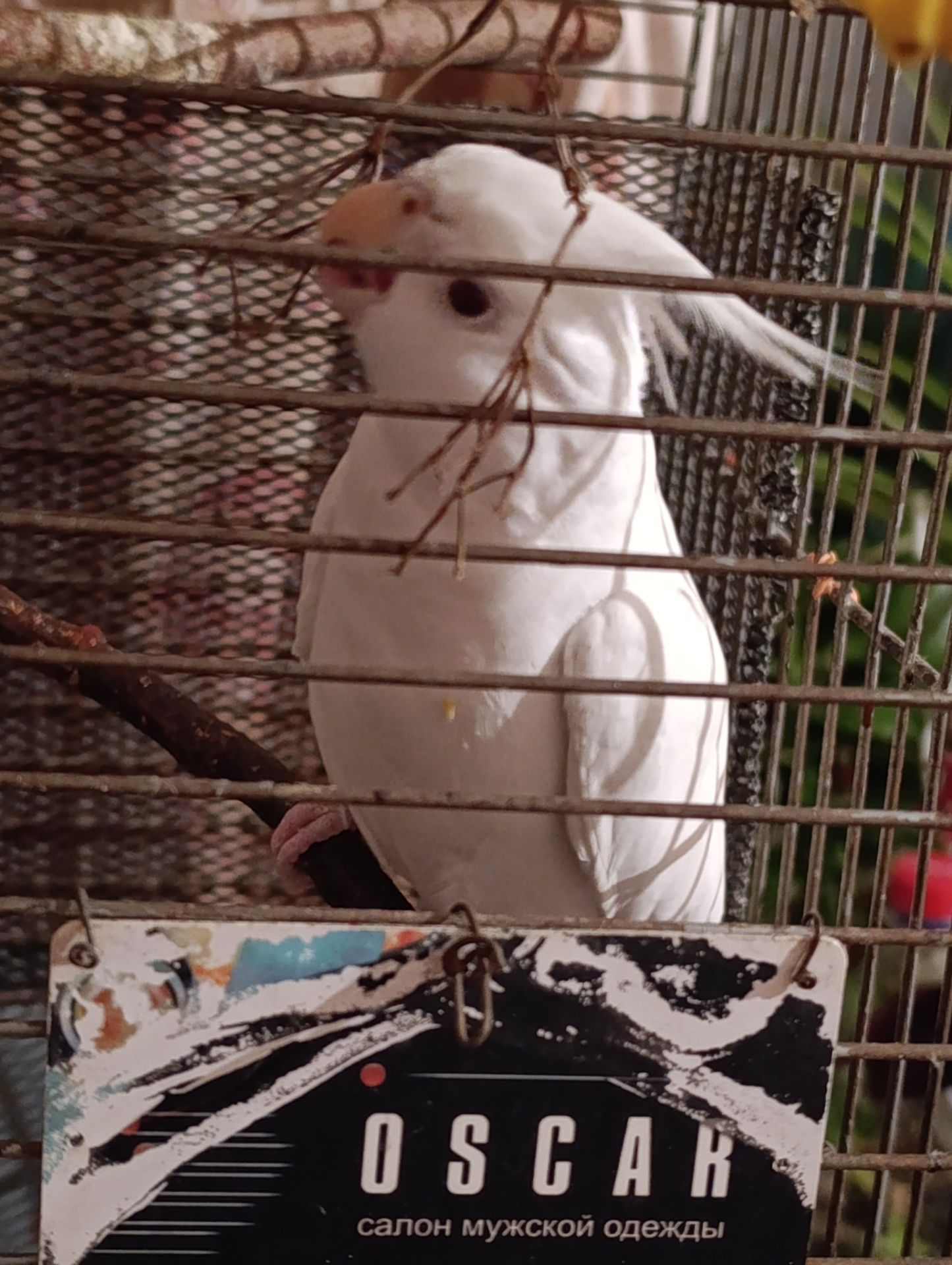 Попугай корелла возраст 5 месяцев