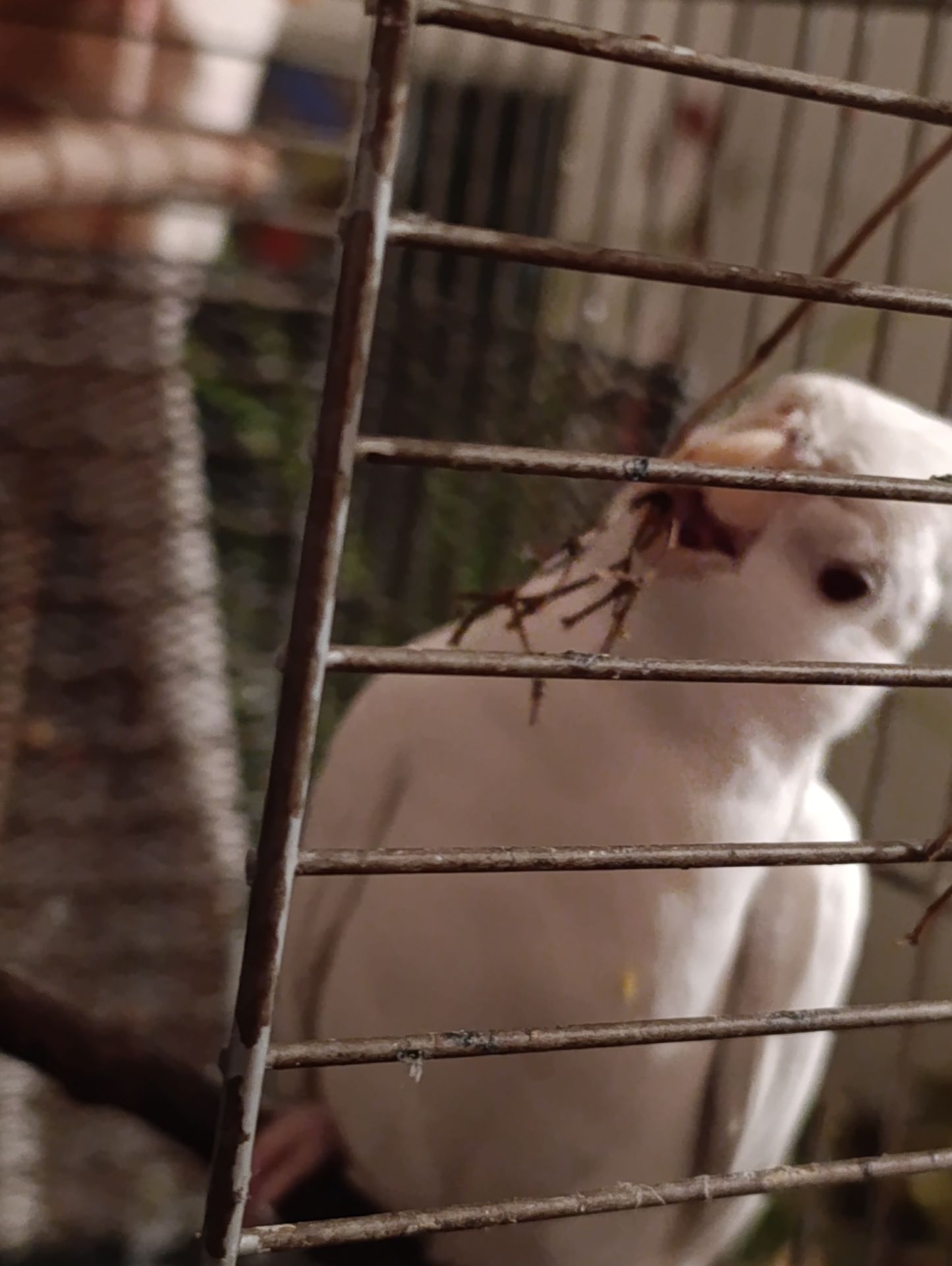 Попугай корелла возраст 5 месяцев