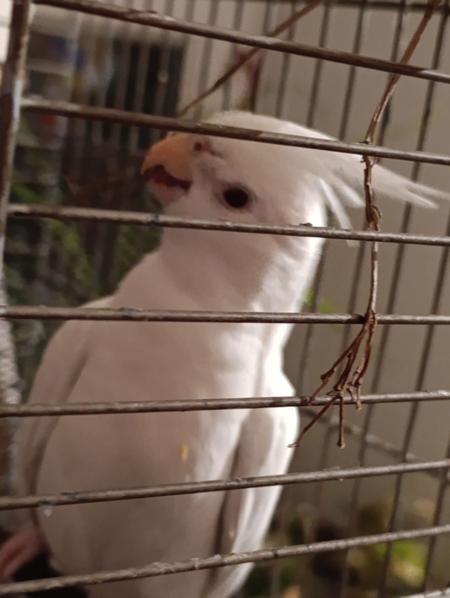 Попугай корелла возраст 5 месяцев